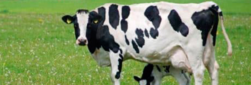 Породы коров на ферме КХ Россия